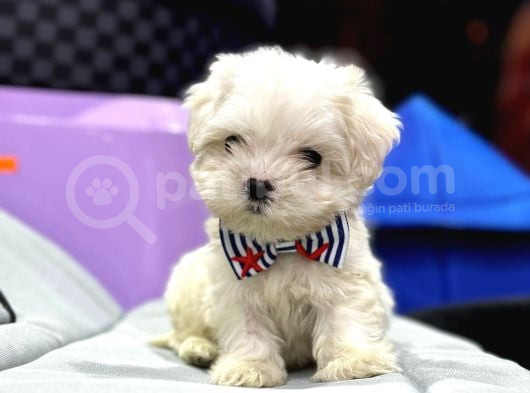 Mini Boy Maltese Yavrular
