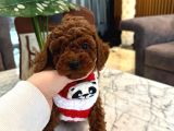 10 kasim dogumlu toy poodle