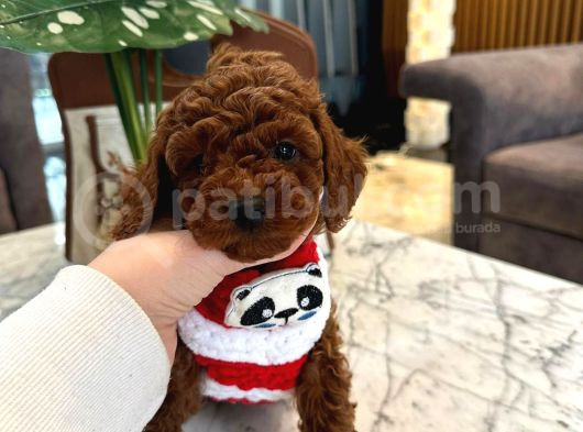 10 Kasim Dogumlu Toy Poodle