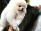 Teddy Bear Pomerani̇an Boo Heryere Gönderi̇li̇r