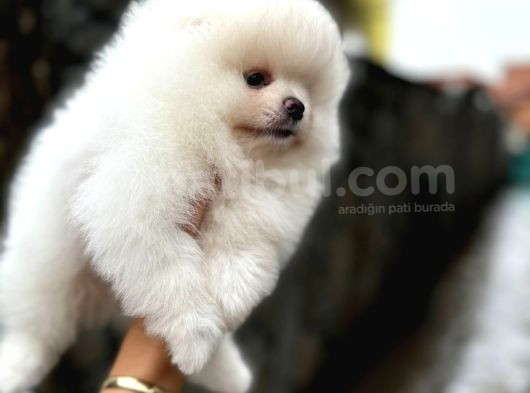 Teddy Bear Pomerani̇an Boo Heryere Gönderi̇li̇r görsel