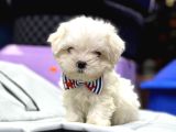 Mini Boy Maltese Yavrular