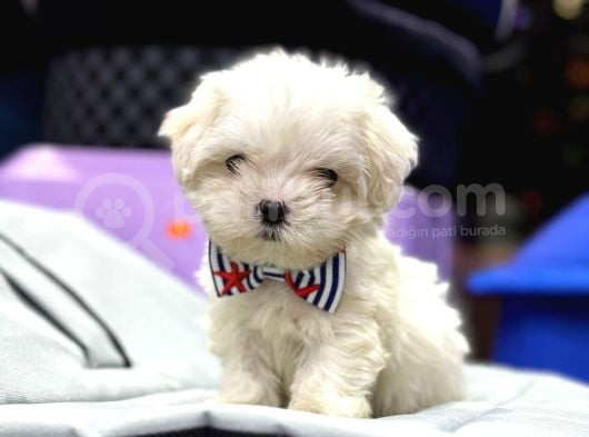 Mini Boy Maltese Yavrular görsel
