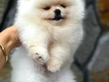 Teddy Bear Pomerani̇an Boo Heryere Gönderi̇li̇r