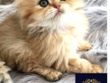 Altın Saçlı Golden British Longhair