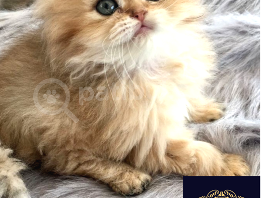 Altın Saçlı Golden British Longhair görsel