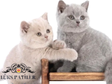 Dostlar Lilac ve Gri British Shorthair