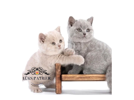 Dostlar Lilac Ve Gri British Shorthair