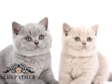 Dostlar Lilac Ve Gri British Shorthair