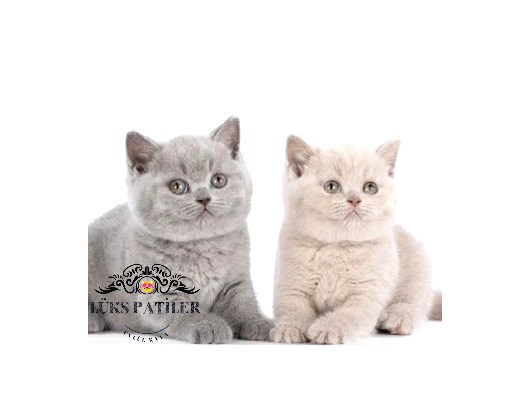 Dostlar Lilac Ve Gri British Shorthair görsel