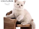 Dostlar Lilac Ve Gri British Shorthair