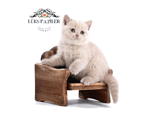 Dostlar Lilac Ve Gri British Shorthair görsel