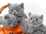 Oyuncak Bebeğim Gri British Shorthair