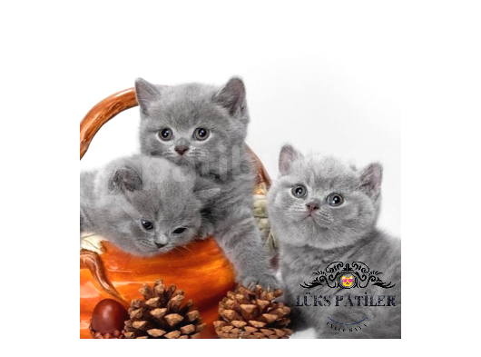Oyuncak Bebeğim Gri British Shorthair görsel