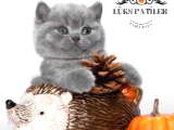 Oyuncak Bebeğim Gri British Shorthair