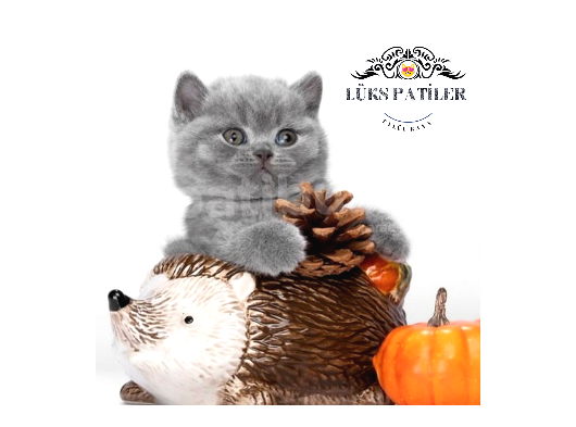 Oyuncak Bebeğim Gri British Shorthair