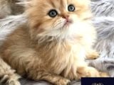Altın Saçlı Golden British Longhair