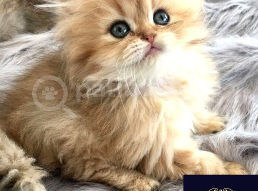 Altın Saçlı Golden British Longhair