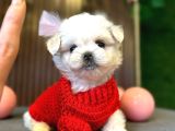 Maltese Terri̇er