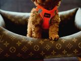 Kaliteden Anlayanlara Orjinal Toy Poodle