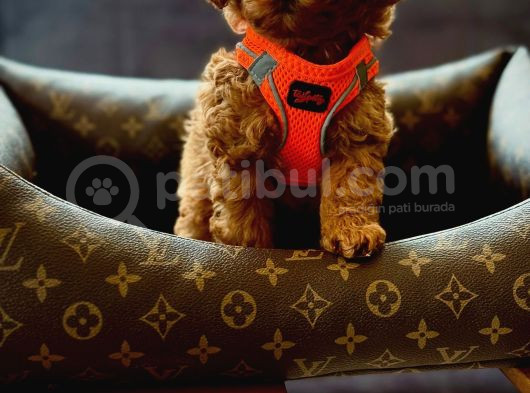 Kaliteden Anlayanlara Orjinal Toy Poodle görsel