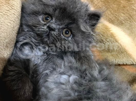 Safkan İranpersi̇an Erkek Üreti̇ci̇ Deği̇li̇z