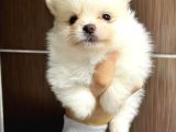 Pomerani̇an Boo Yavrularimiz