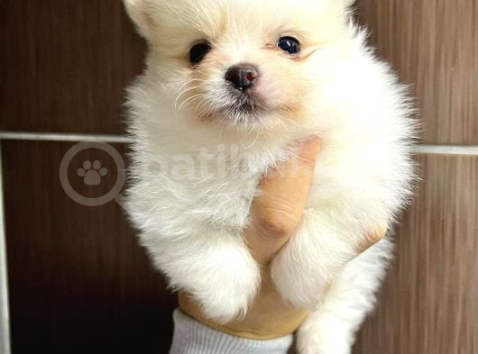 Pomerani̇an Boo Yavrularimiz görsel