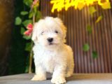 Maltese Terri̇er Yavrulari