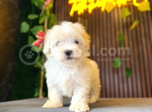 Maltese Terri̇er Yavrulari görsel