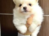 Pomerani̇an Boo Yavrularimiz