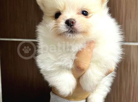 Pomerani̇an Boo Yavrularimiz görsel