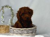 Toy Poodle