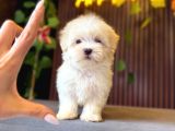 MALTESE TERRİER YAVRULARI