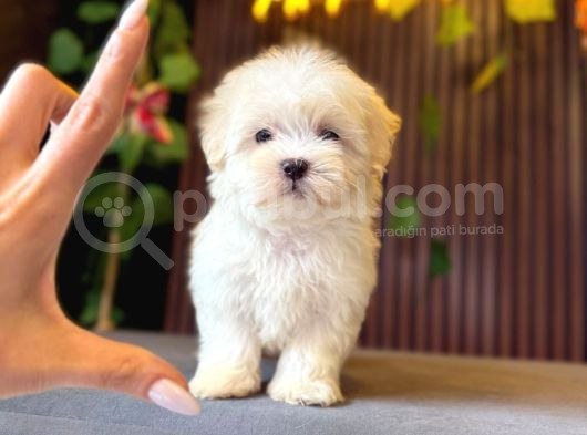 Maltese Terri̇er Yavrulari
