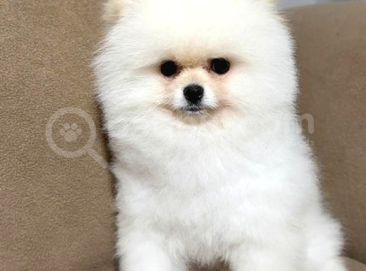 Muhteşem Kali̇te Ayicik Surat Pomeranian Yavrumuz görsel