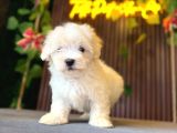 Maltese Terri̇er Yavrulari