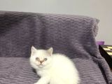 MASMAVİ GÖZLÜ SCOTTİSH BEBEKLER