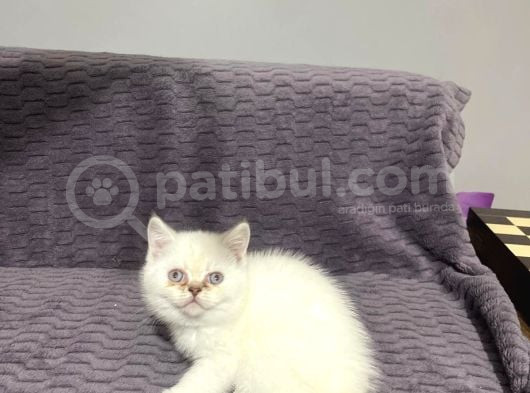Masmavi̇ Gözlü Scotti̇sh Bebekler
