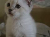 Sevgi Delisi Bebek Teslime Hazır