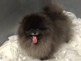 Özel Renk Orji̇nal Pomerani̇an Boo