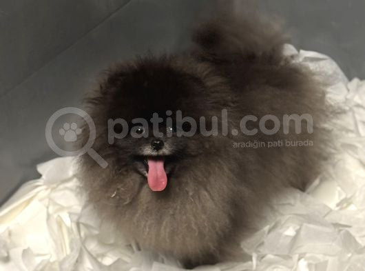 Özel Renk Orji̇nal Pomerani̇an Boo görsel