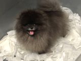 Özel Renk Orji̇nal Pomerani̇an Boo