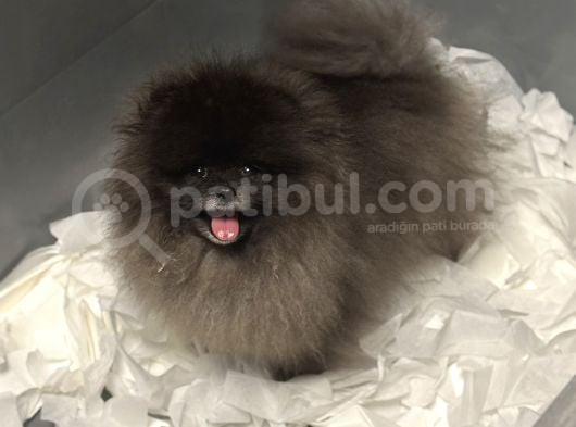 Özel Renk Orji̇nal Pomerani̇an Boo görsel