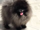 ÖZEL RENK ORJİNAL POMERANİAN BOO