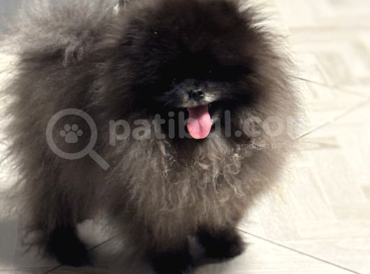 Özel Renk Orji̇nal Pomerani̇an Boo
