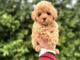 GARANTİLİ TOY POODLE  Bebeğimiz Aşılı