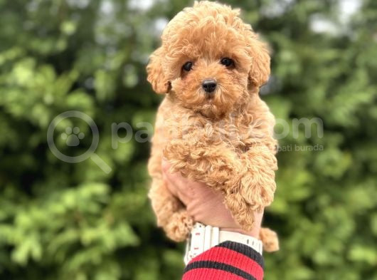 Garanti̇li̇ Toy Poodle  Bebeğimiz Aşılı
