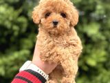 Garanti̇li̇ Toy Poodle  Bebeğimiz Aşılı