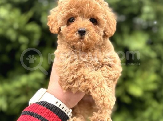 Garanti̇li̇ Toy Poodle  Bebeğimiz Aşılı görsel